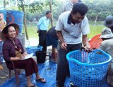 Hiệu quả từ mô hình nuôi cá nước ngọt ở Phú Giáo