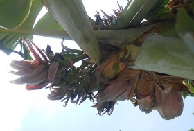 Cây chuối nở 21 hoa hiếm thấy ở Thanh Hóa