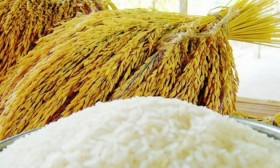 Global demand for Thai rice remains high