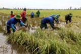 Early floods threaten Mekong rice fields