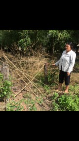 UBND thị trấn Phước Vĩnh, huyện Phú Giáo có cưỡng chế cắt bỏ hàng rào gia đình bà Phạm Thị Phó