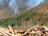 Khởi tố 4 bị can phá rừng thuê với quy mô lớn tại Lâm Đồng