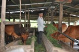 Quỹ hỗ trợ nông dân: Kênh vốn giúp nông dân tăng gia sản xuất