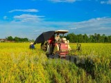 Vietnam’s 2017 rice production estimated at 44.1 million tonnes