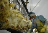 Việt Nam xuất khẩu lô hàng thịt gà đầu tiên sang thị trường Nhật Bản