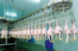 First shipment of Vietnamese chicken dispatched to Japan