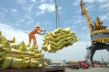 2017年前8个月越南的大米出口量和出口额保持增长之势