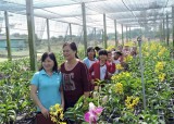 胡志明市努力促进高科技农业旅游可持续发展