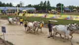 Hội Đua bò Bảy Núi tranh Cúp Truyền hình An Giang năm 2017