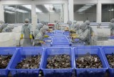欧盟成为越南虾类的最大出口市场