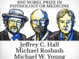 Giải Nobel Y học năm 2017 thuộc về bộ ba nhà khoa học Mỹ
