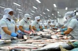 九龙江平原地区原料茶鱼价格猛涨