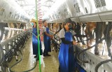Hợp tác phát triển bò sữa công nghệ cao