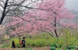 Sapa to plant 3,000 cherry trees in tourism push
