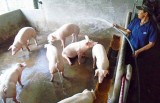 Phú Giáo: Gắn chăn nuôi với bảo vệ môi trường