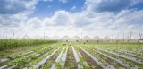 Nông nghiệp công nghệ cao: Hướng đi đột phá của nông nghiệp Bình Dương