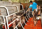 Tổ hợp tác chăn nuôi heo Phước Sang: Đưa sản phẩm VietGap đến người tiêu dùng