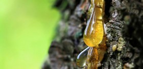 Nước hoa hương hổ phách - ướp cho mình mùi của thời gian