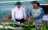 Nông nghiệp công nghệ cao: “Khát” lao động có tay nghề