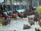New avian flu outbreak hits Philippines