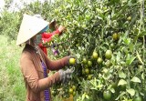 Huyện Bàu Bàng: Đẩy mạnh tái cơ cấu ngành nông nghiệp