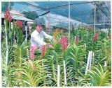 Hội nông dân phường Thạnh Phước (Tx.Tân Uyên):  Chỗ dựa tin cậy cho nông dân
