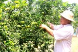 Xã Hiếu Liêm, huyện Bắc Tân Uyên: Phát triển mạnh vùng chuyên canh cây ăn trái