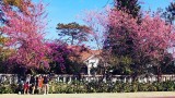 2018年大叻泉林樱花节将于1月底举行