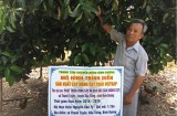 Dầu Tiếng: Phát triển vườn cây ăn trái gắn với du lịch sinh thái