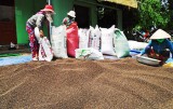 Giá tiêu giảm sâu: Người trồng tiêu ở Phú Giáo lỗ nặng