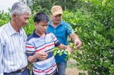 Science and technology successfully applied to agriculture in Bac Tan Uyen District