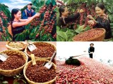 越南和印尼加强咖啡产业发展合作