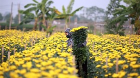 河内西就花村五彩缤纷迎春节