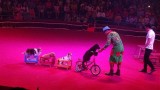 First international circus gala opens in HCM City