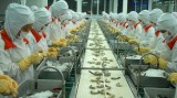 越南虾类生产加工业