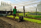 Nông dân Phú Giáo: Khẩn trương ổn định sản xuất sau tết