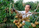 Vietnam may be allowed to ship fresh longans to Australia from 2019