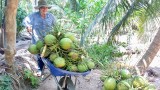 越南槟椥椰蓝椰子产品获得地理标志登记证书