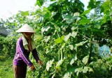 Phát triển nông nghiệp công nghệ cao ở Phú Giáo: Nông dân khó tiếp cận nguồn vốn vay ưu đãi
