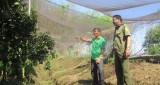 Bảo vệ vườn cây ăn trái ở xã Tân Định, huyện Bắc Tân Uyên:
Chính quyền và người dân cùng chủ động phòng ngừa