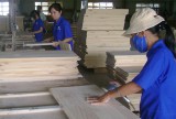 Doanh nghiệp ngành gỗ: Vẫn lo thiếu nguồn nguyên liệu