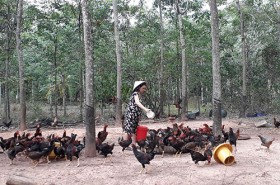 Khi các nguồn vốn hỗ trợ phụ nữ phát huy hiệu quả