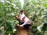 Xã An Bình, huyện Phú Giáo: Nông dân vượt khó từ những cách làm hiệu quả
