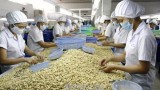 越南腰果业力争提高产品附加值