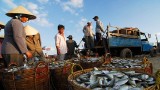 2018年前5个月越南水产品捕捞产量增长2.4%