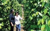 Commodity exchange offers opportunities for Vietnamese farm produce