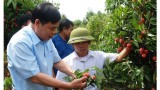 越南农业与农村发展部部长阮春强：继续采取措施推进荔枝销售