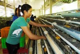 Phú Giáo: Sôi nổi phong trào nông dân sản xuất, kinh doanh giỏi