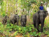 Yok Don National Park to boost elephant-friendly tourism