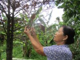 Phường An Thạnh, TX.Thuận An:
Nhiều vườn cây ăn trái bị “đột tử”